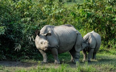 Shoonya Festival 2025